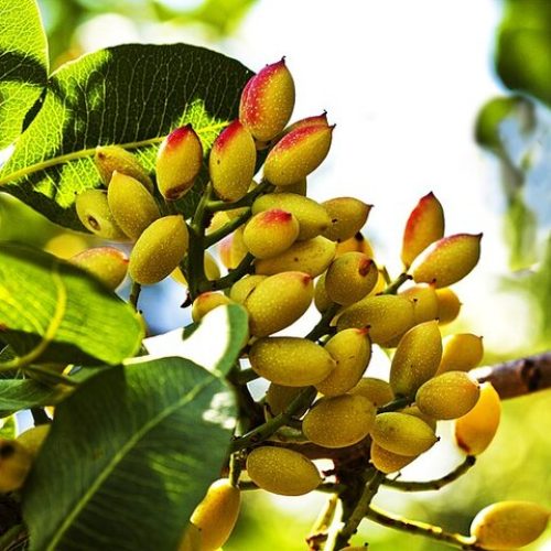 Iran’s pistachio genetic resources are unique in the world.